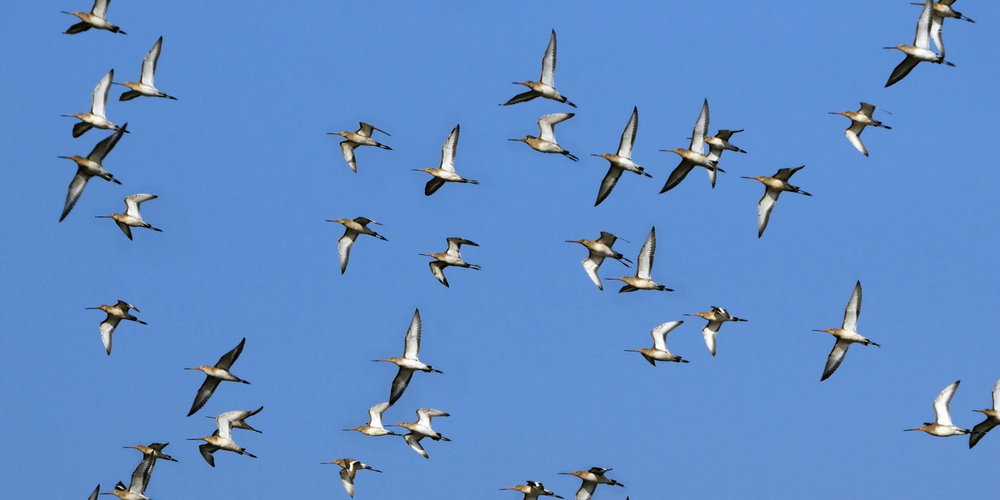 migrating